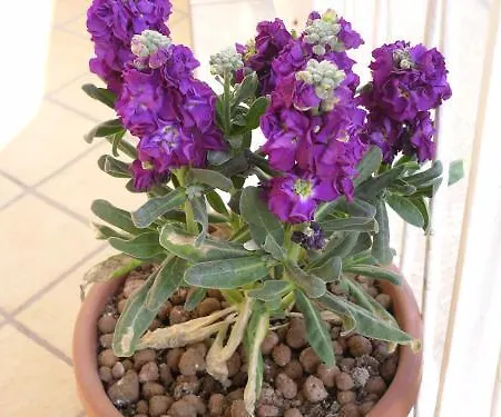 Bed and breakfast Anthea Bb Nápoles