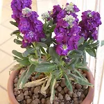 Bed & Breakfast Anthea Bb Napels